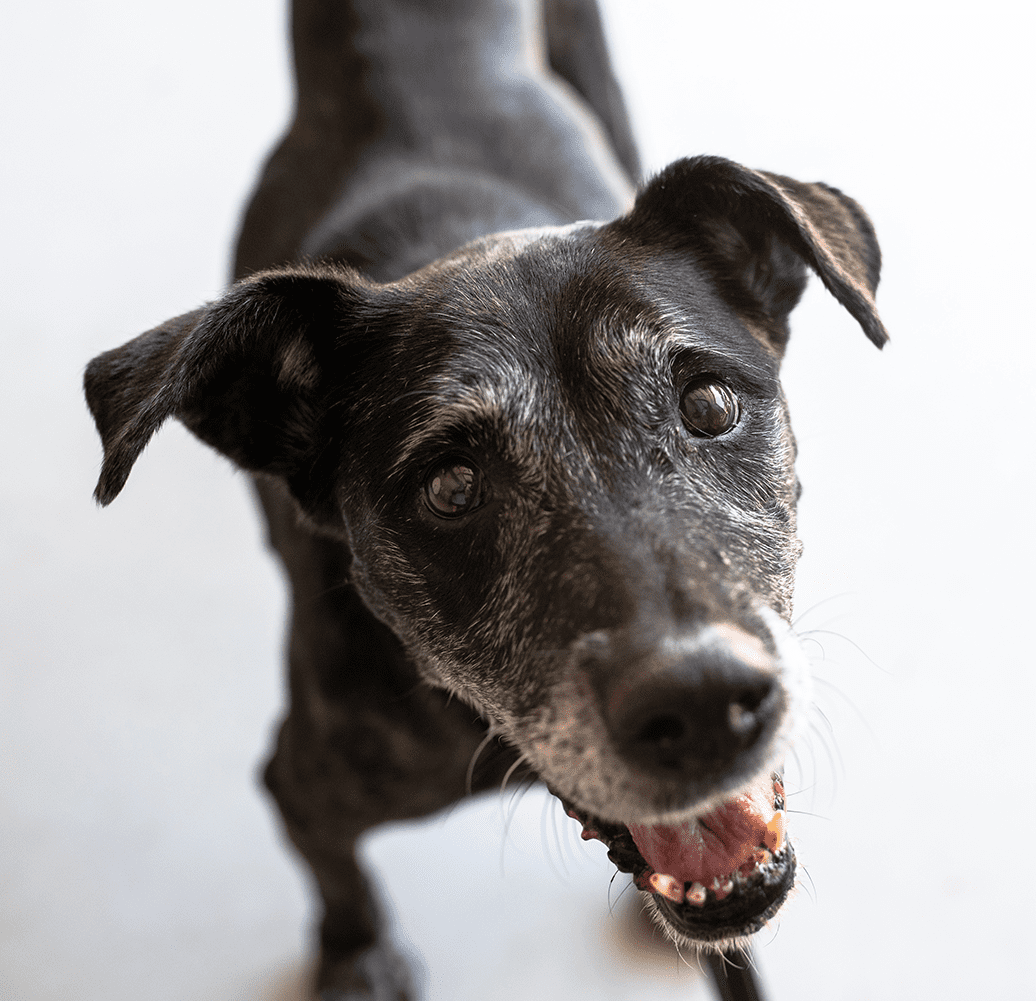 Black Dog Smiling Black Dog Smiling