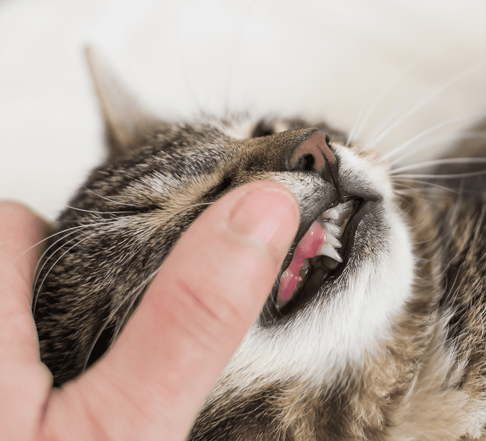Cat Showing Gums And Teeth Cat Showing Gums And Teeth