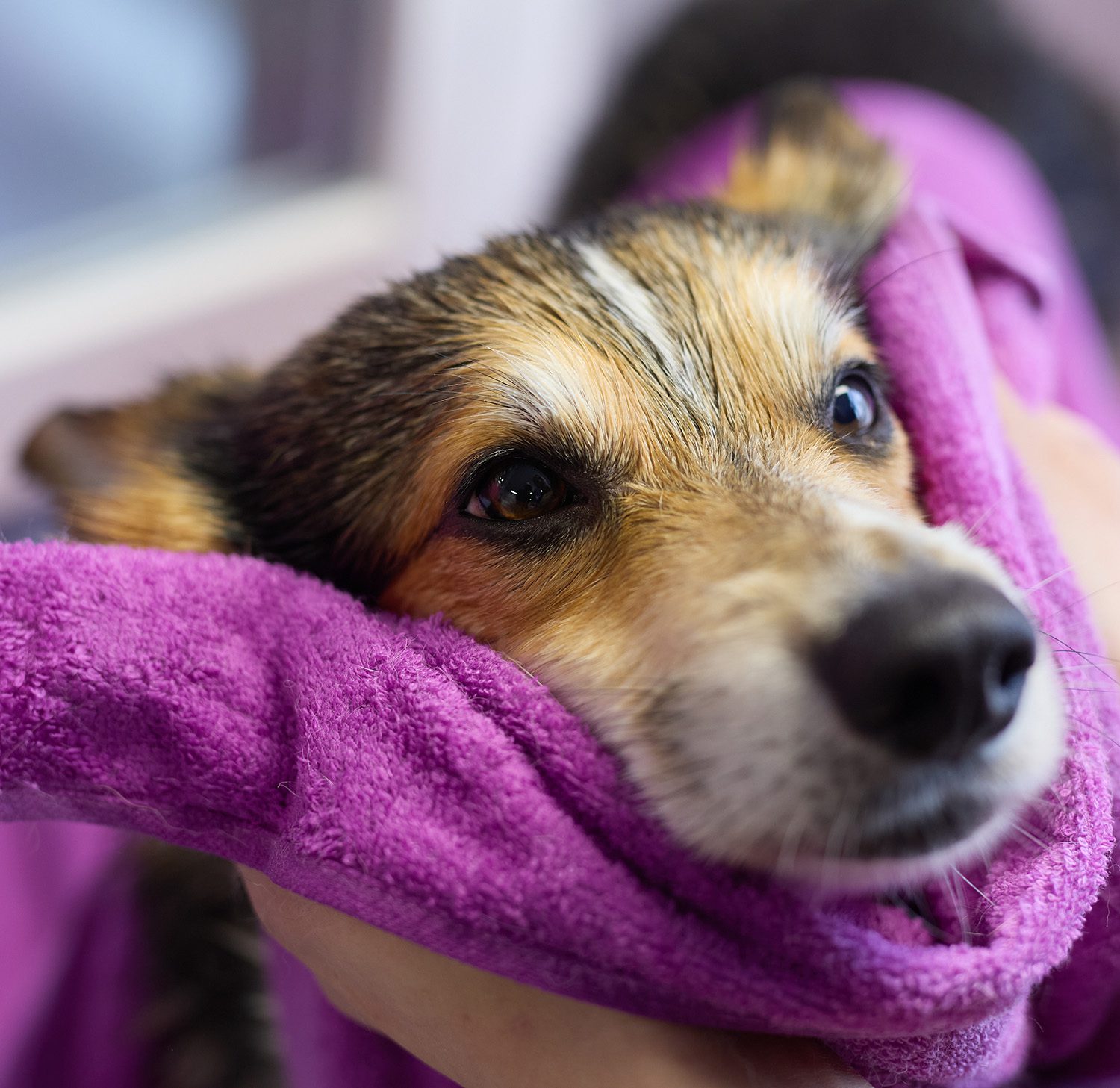 Dog Dryed Off Dog Getting Dried By Purple Towel
