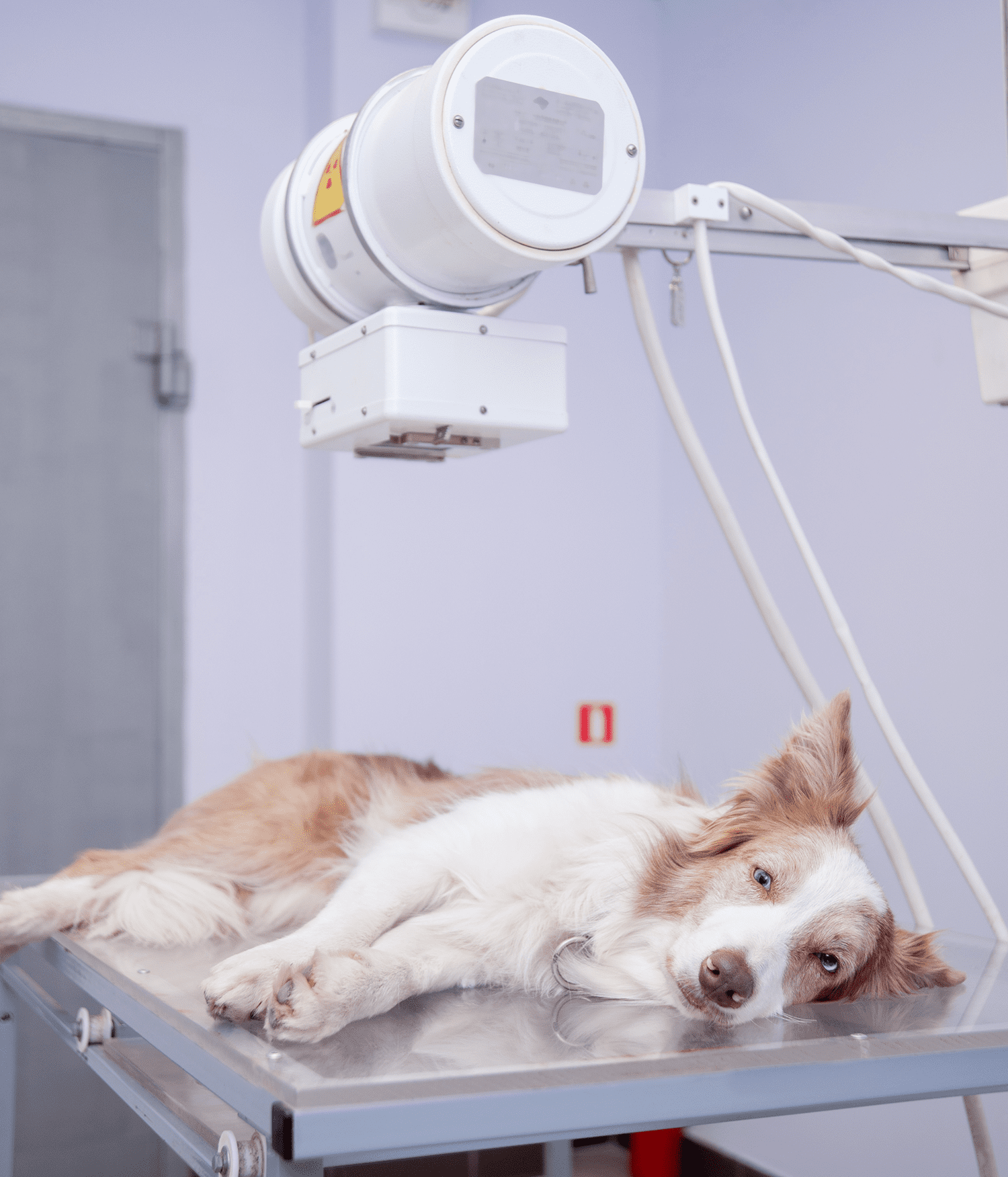 Dog Laying On Table Getting Ray Dog Laying On Table Getting Ray