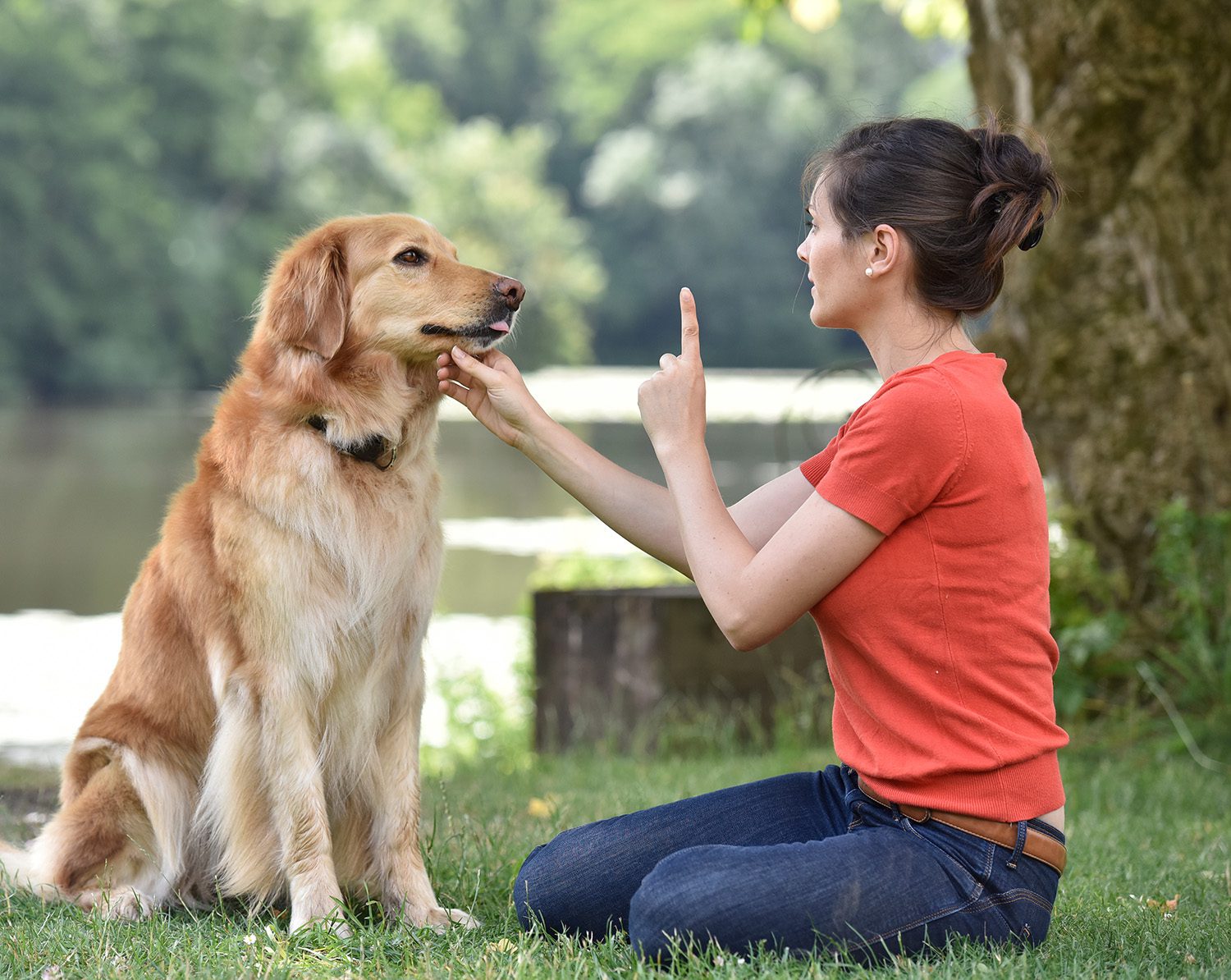 Dog With Trainer Dog Getting Trained To Sit By Trainer