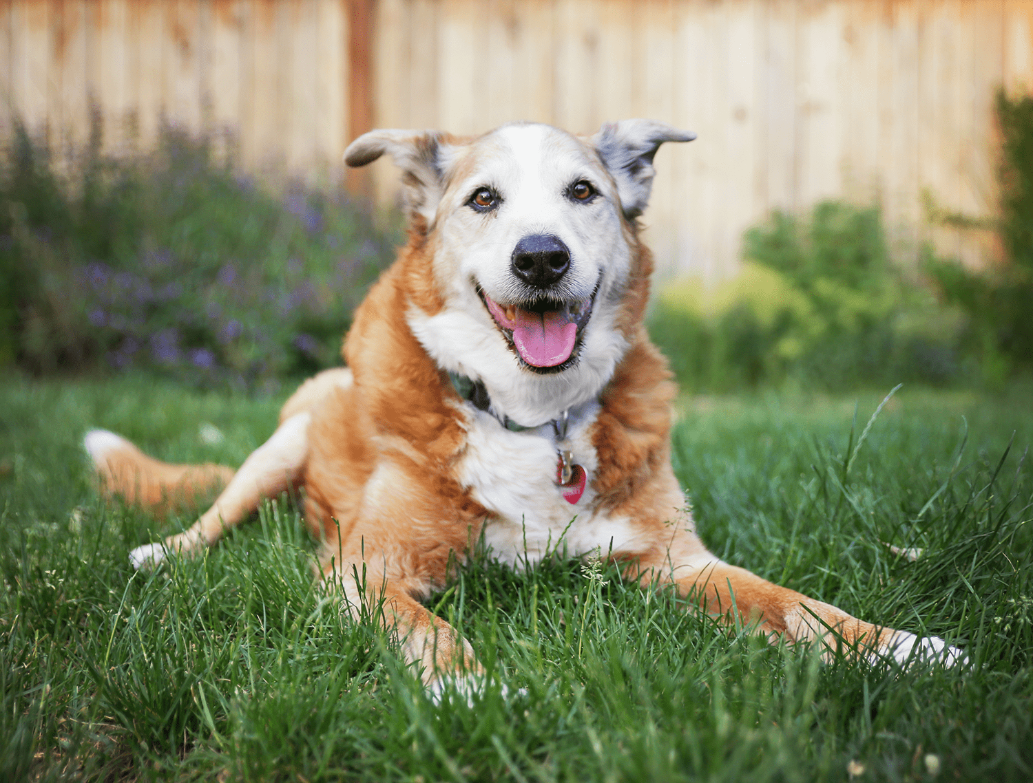 Senior Dog Sitting On Grass Senior Dog Sitting On Grass