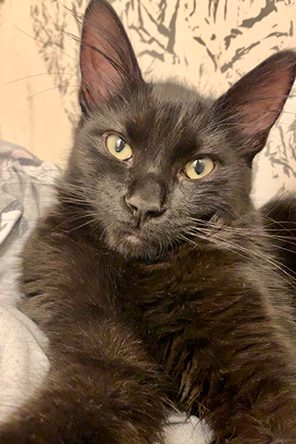 Boba the black cat