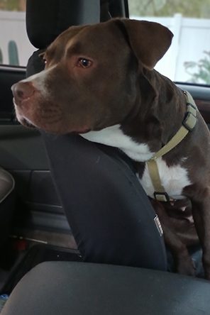 Jada the gray and white pitbull
