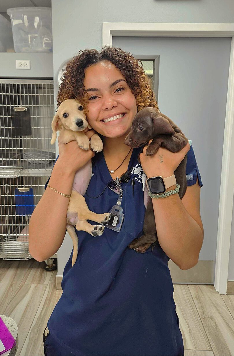 Female with curly hair holding a chocolate Labrador and Yellow Labrador puppies