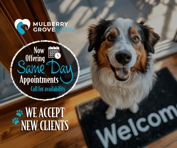 Pop-up image of Australian shepherd standing on a welcome mat promoting same day apts and accepting new clients