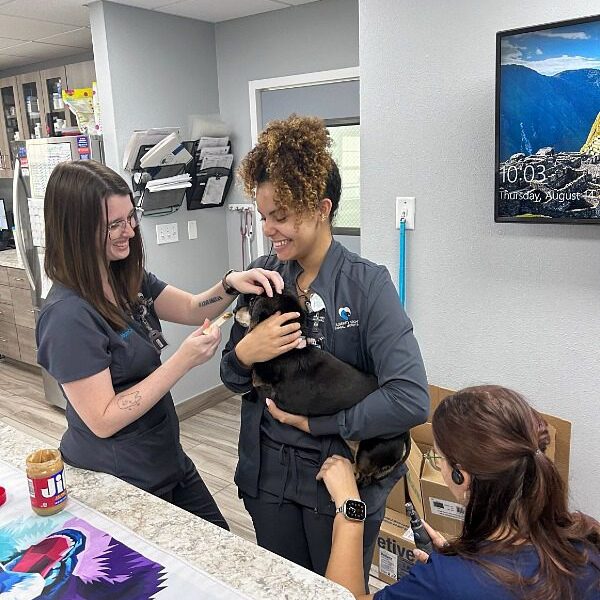 Team Members Taking Care Of Dog