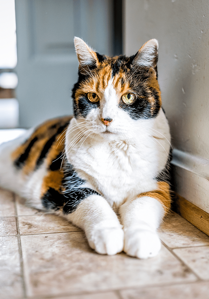 Black White And Gold Cat Laying On Tile Black White And Gold Cat Laying On Tile