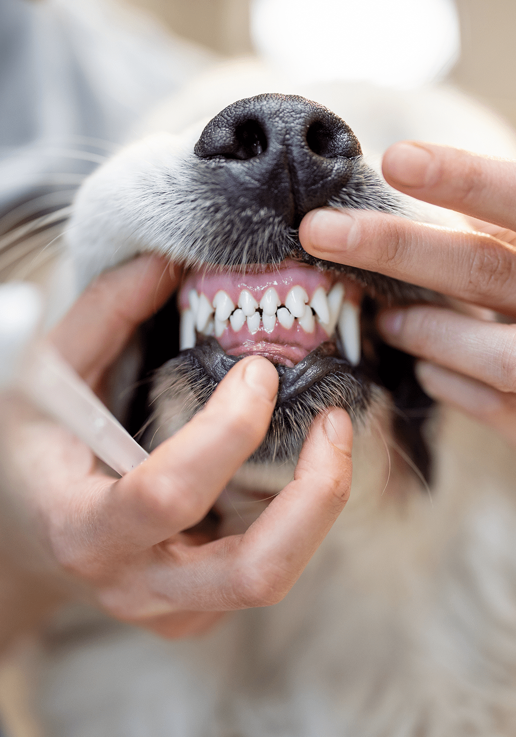 Dog At Vet Showing Teeth For Cleaning Dog At Vet Showing Teeth For Cleaning