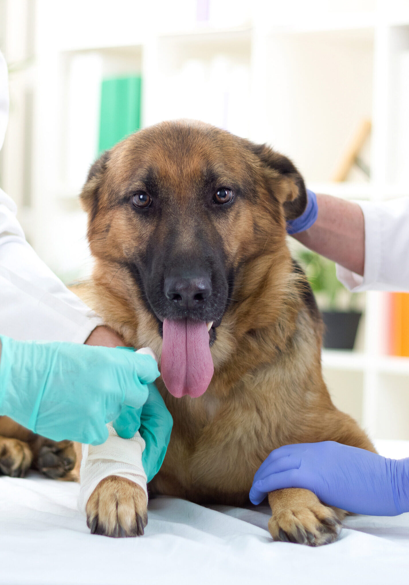 Dog With Injury Dog With Injury While Two Vets Checking