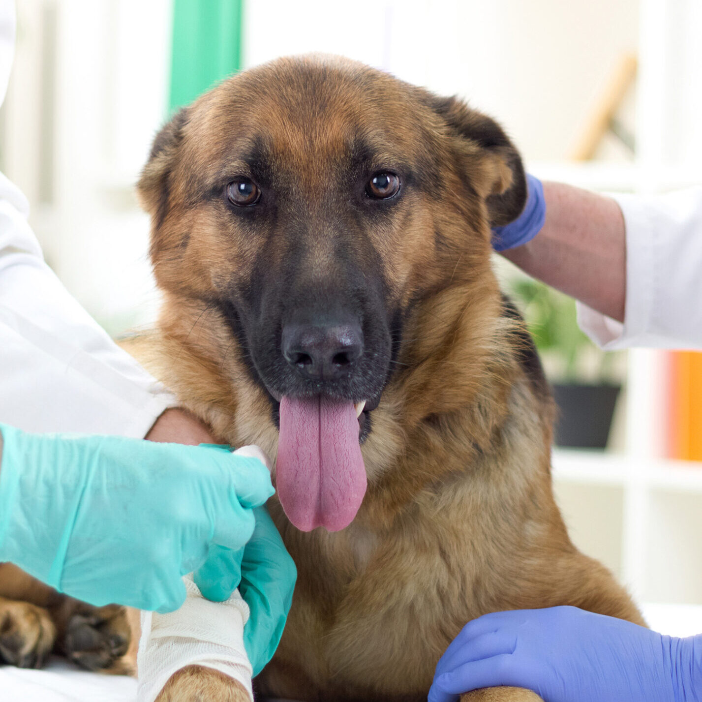 Dog With Injury Dog With Injury While Two Vets Checking