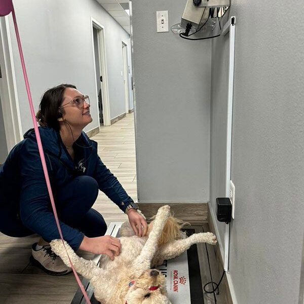 Female Staff Member Petting Dogs Belly During Weight Check Female Staff Member Petting Dogs Belly During Weight Check