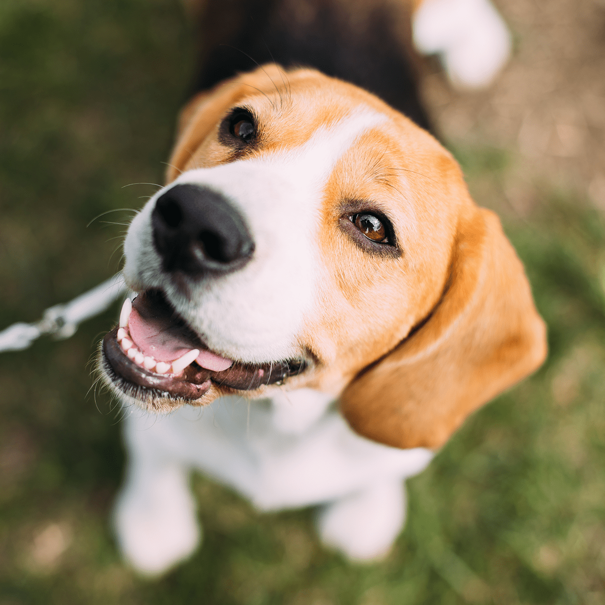 Happy Dog On Leash Looking At Owner Happy Dog On Leash Looking At Owner