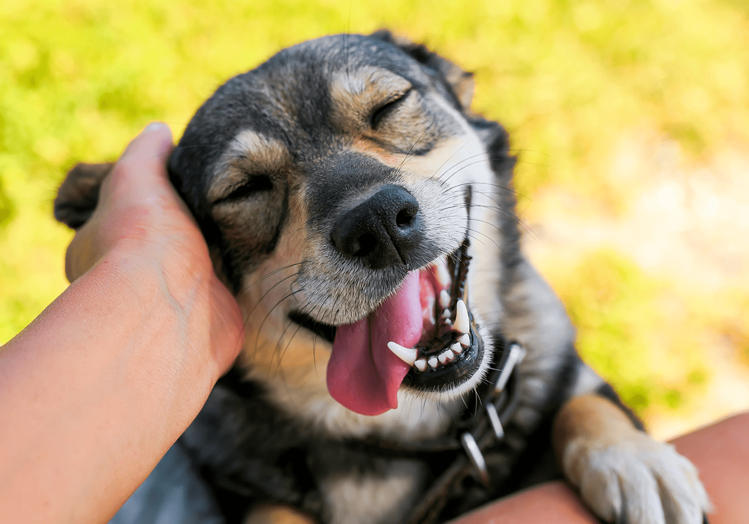 Happy Dog Sming While Onwer Pets Happy Dog Sming While Onwer Pets