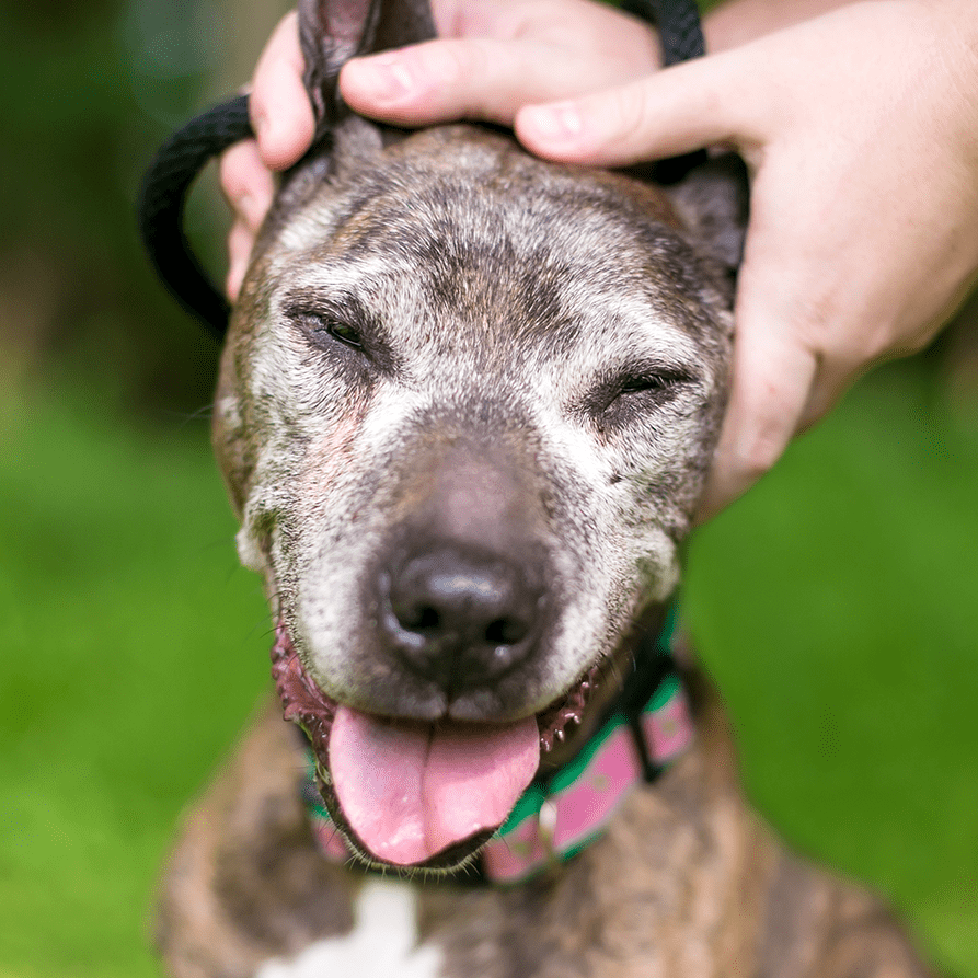 Happysenior Dog Getting Pets From Onwer Happysenior Dog Getting Pets From Onwer