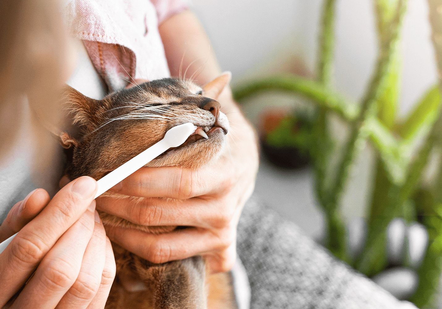 Owner Brushing Teeth For Cat Owner Brushing Teeth For Cat