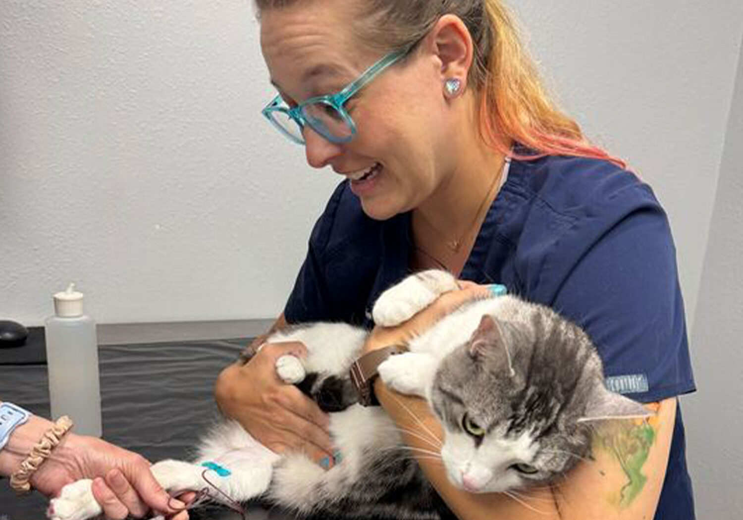 Staff Member Holding Cat During Blood Draw Staff Member Holding Cat During Blood Draw