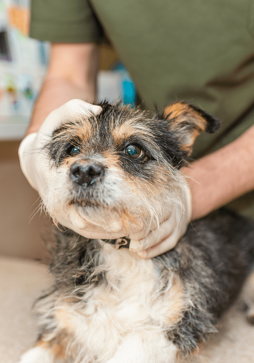 Vet Doing Checks On Dog Vet Doing Checks On Dog